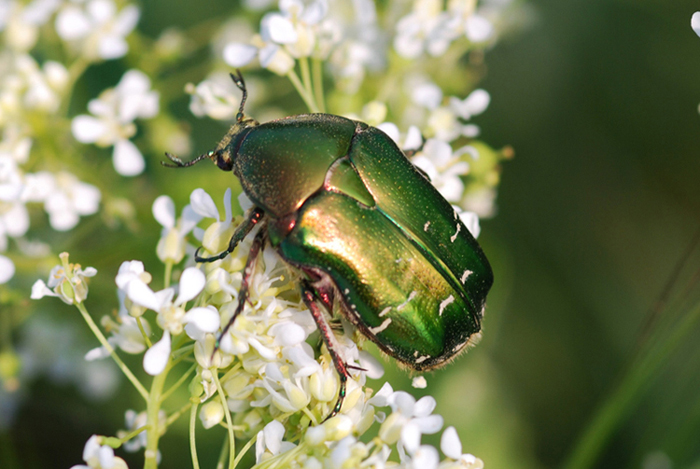 Cetonia aurata pisana